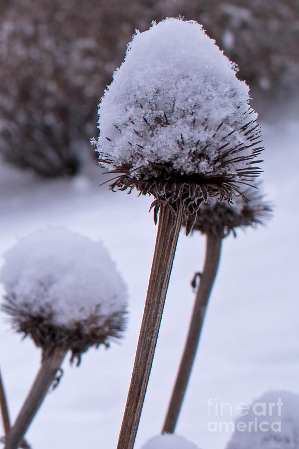 Winter Photograph - Cone Flower in Madison WI Winter by Natural Focal Point Photography