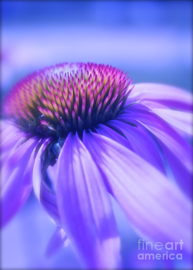 Summer Photograph - Cone Flower in Pastels  by Linda Bianic