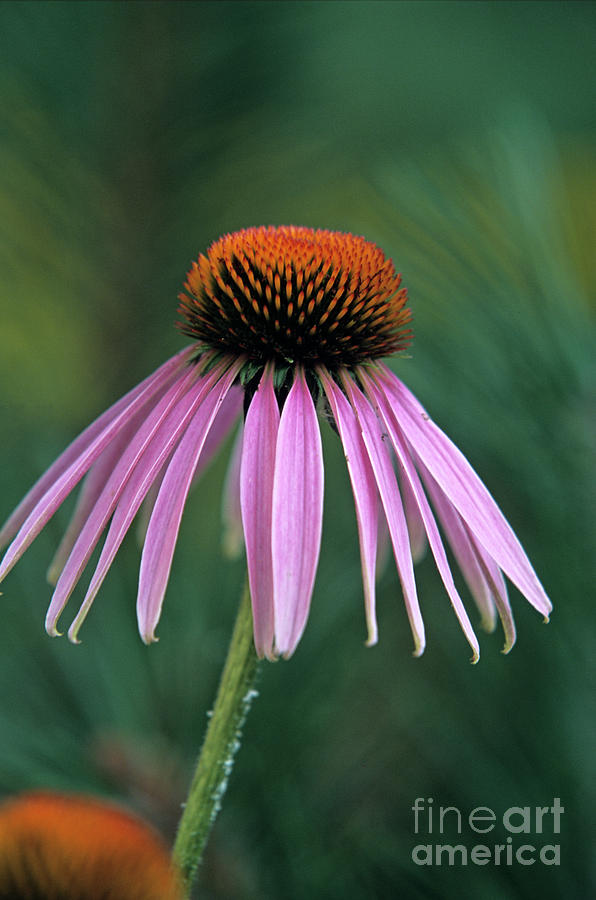 Cone Flower in Vertical Format Photograph by John Harmon