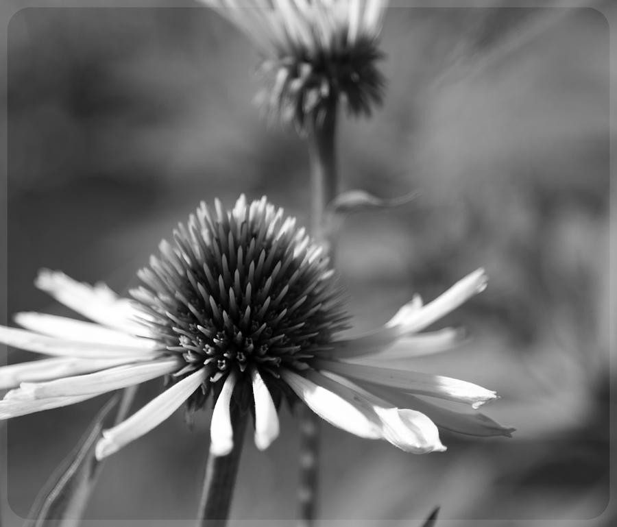 Cone Flower Photograph by Mary Underwood