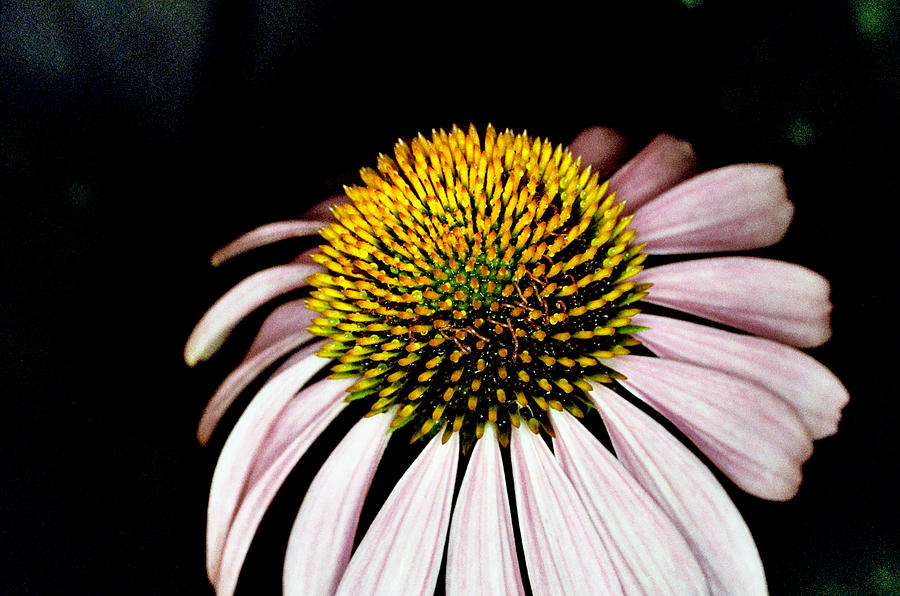 Cone Flower Photograph By Monte Landis Pixels