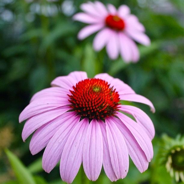Flower Photograph - Cone Flower Near And Far by Justin Connor