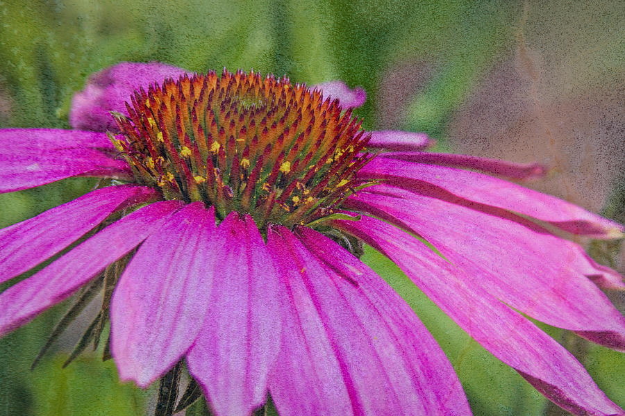 Cone Flower on Concrete Texture Photograph by Lynne Jenkins