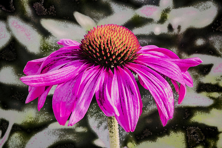 Cone Flower Digital Art by Photographic Art by Russel Ray Photos