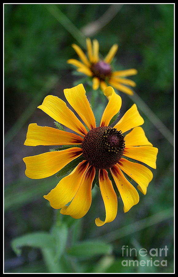 Cone Flower Photograph by Robyn Pervin - Pixels