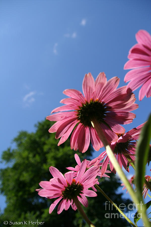 Cone Flower Skies Photograph by Susan Herber