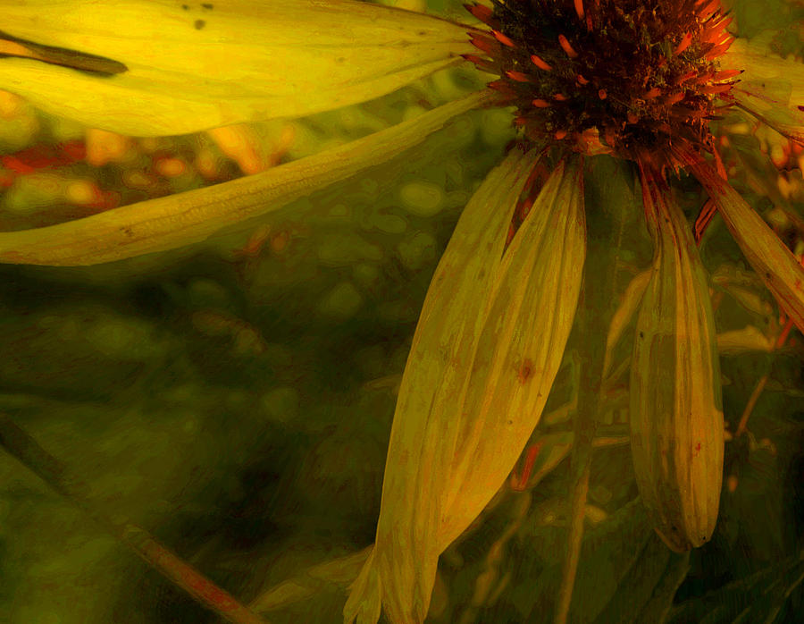 Cone Flower Story Photograph by Jim Vance