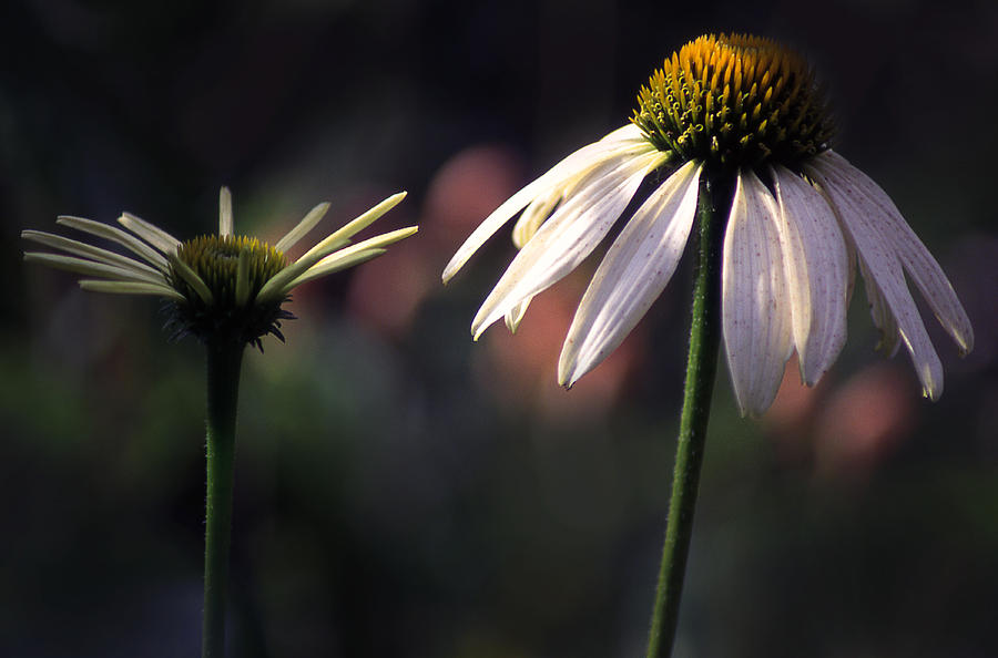 Cone Flowers 1 Photograph by Jim Vance