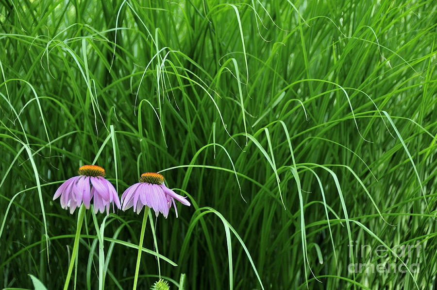 Cone Flowers and Grass Photograph by David Arment