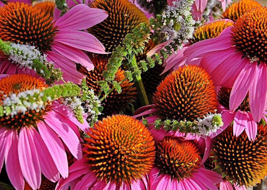 Cone Flowers and Mint Photograph by Jeanne May