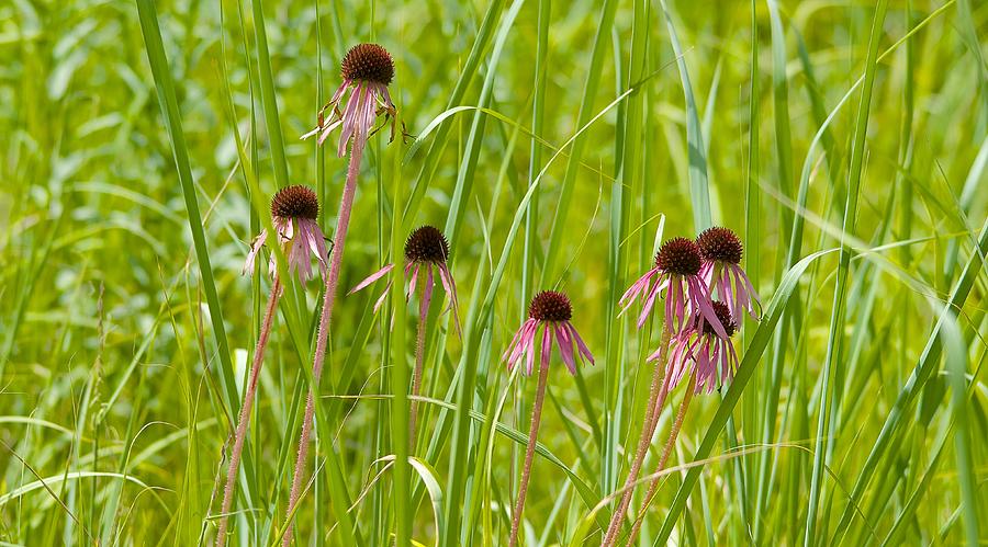 Cone Flowers Photograph