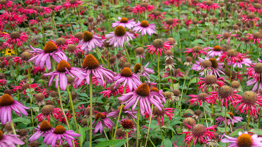 Cone Flowers Photograph by Guy Whiteley