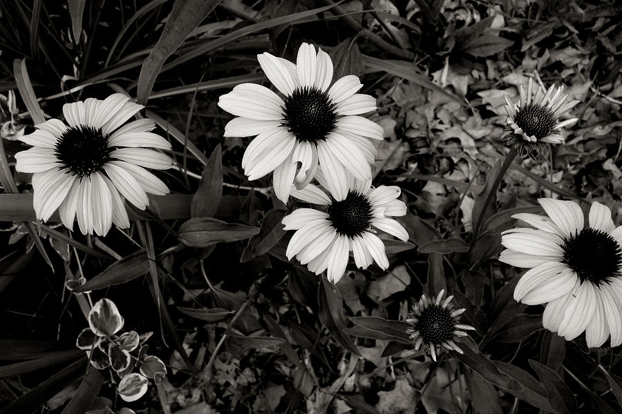 Cone Flowers in Black and White - nature -photograph Photograph by Ann Powell
