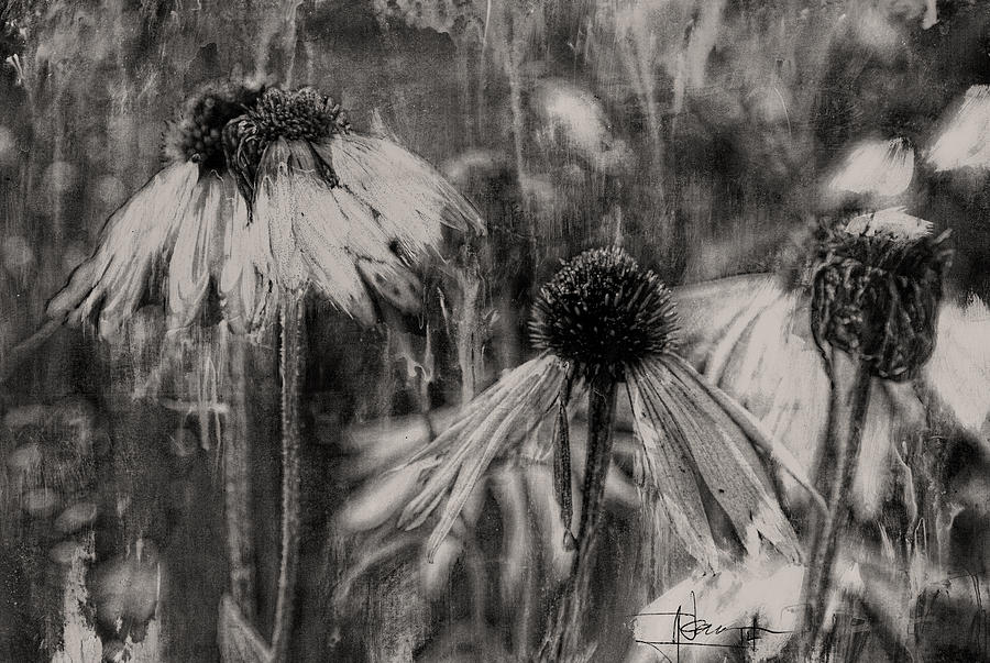 Cone Flowers in Late Autumn Mixed Media by Jim Vance