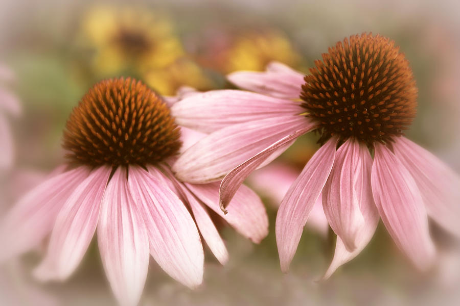 Cone Flowers Photograph by Jessica Jenney