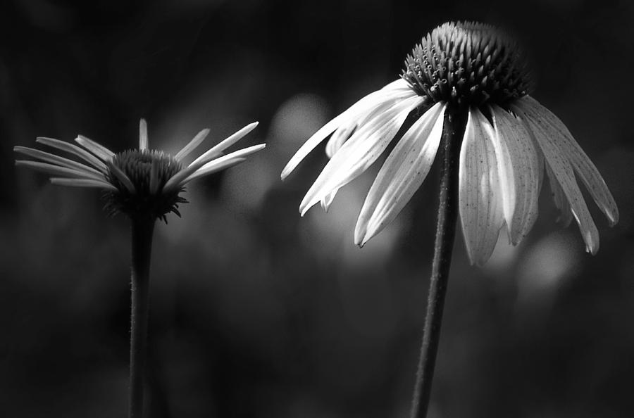 Cone Flowers Photograph by Jim Vance