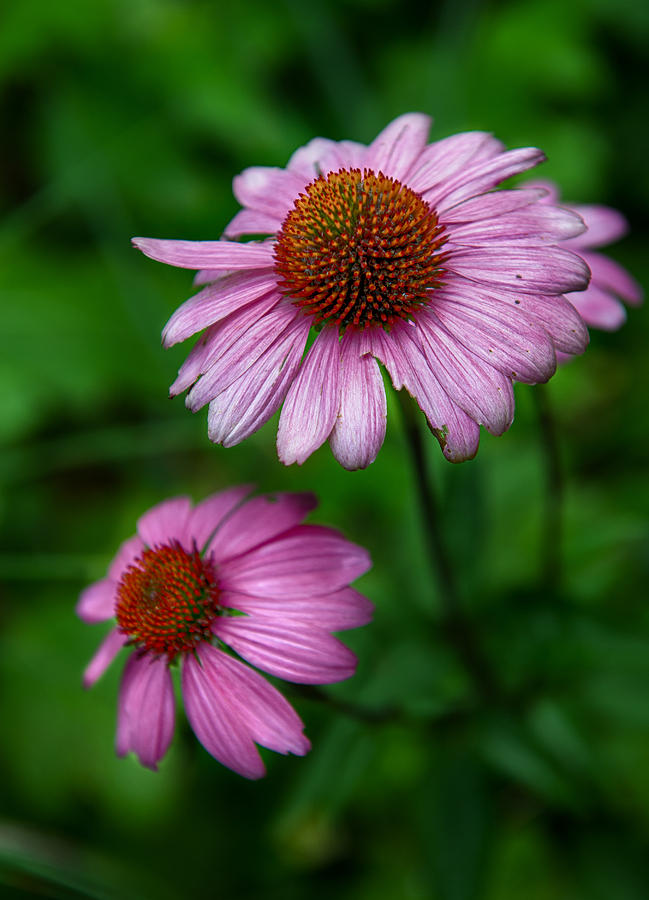 Cone Flowers Photograph by Louise St Romain