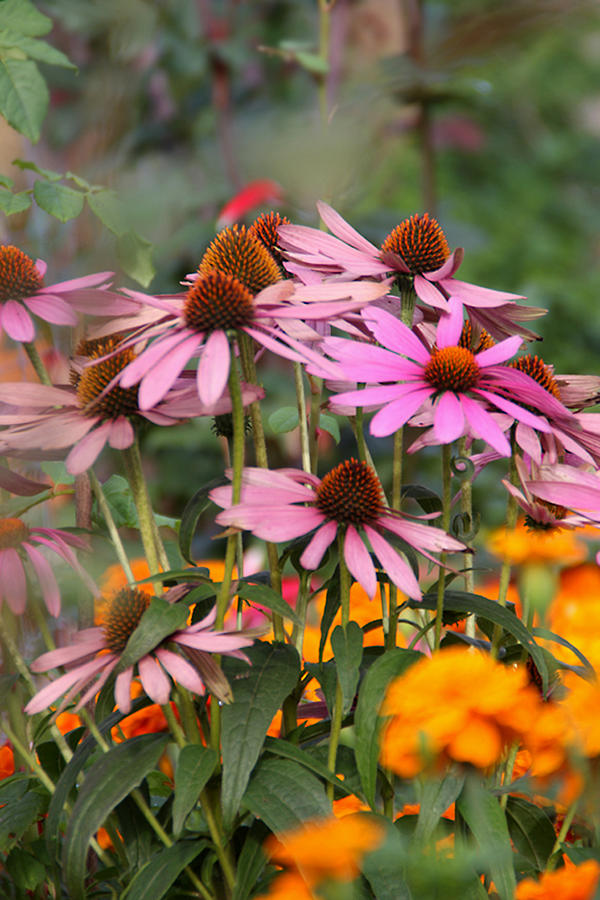 Cone Flowers Photograph