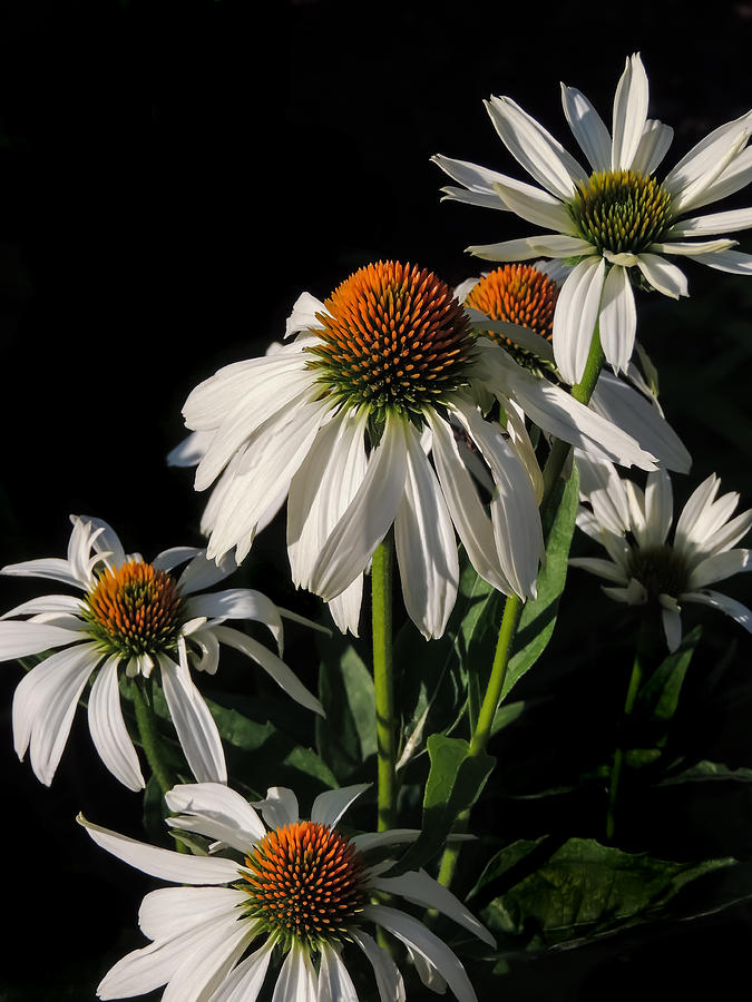 Cone Flowers Photograph by Robert Mitchell