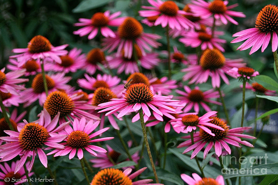 Cone Flowers Photograph by Susan Herber