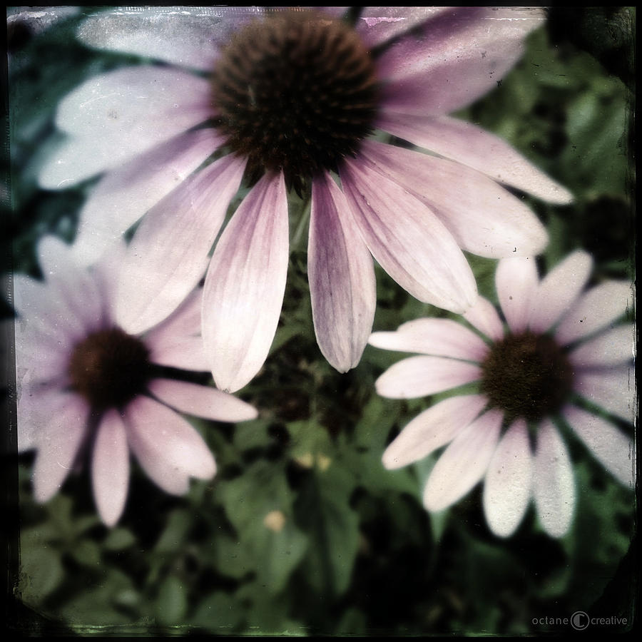 Cone Flowers Photograph by Tim Nyberg