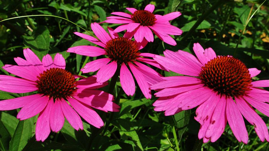 Cone Flowers Photograph by William Fox - Fine Art America