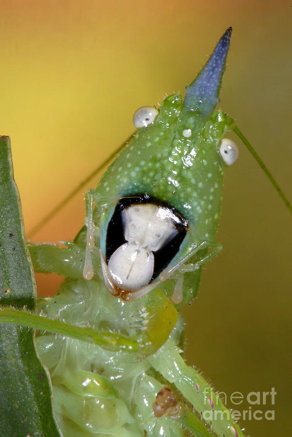 Rainforest Photograph - Cone-head Grasshopper by Francesco Tomasinelli