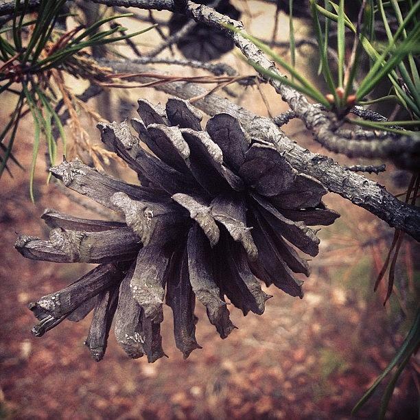 Cone Of Pine Photograph by Rob Love