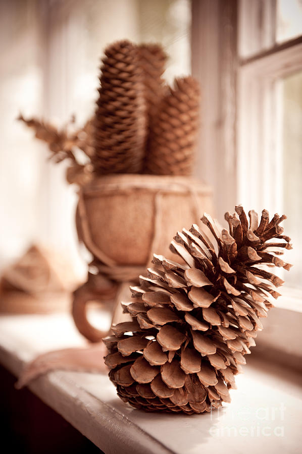 Old Dried Cones On Windowsill Sepia Toned  Photograph by Arletta Cwalina