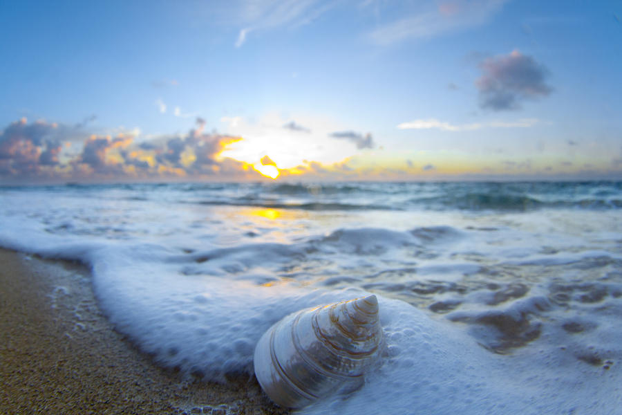 Beach Photograph - Cone Shell Foam by Sean Davey