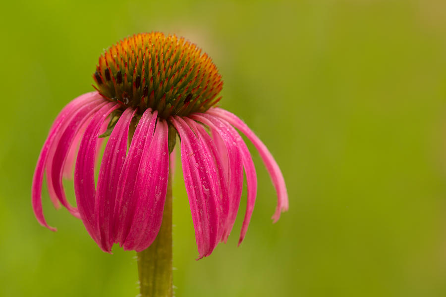 Coneflower - Summer Color Photograph by Lindley Johnson