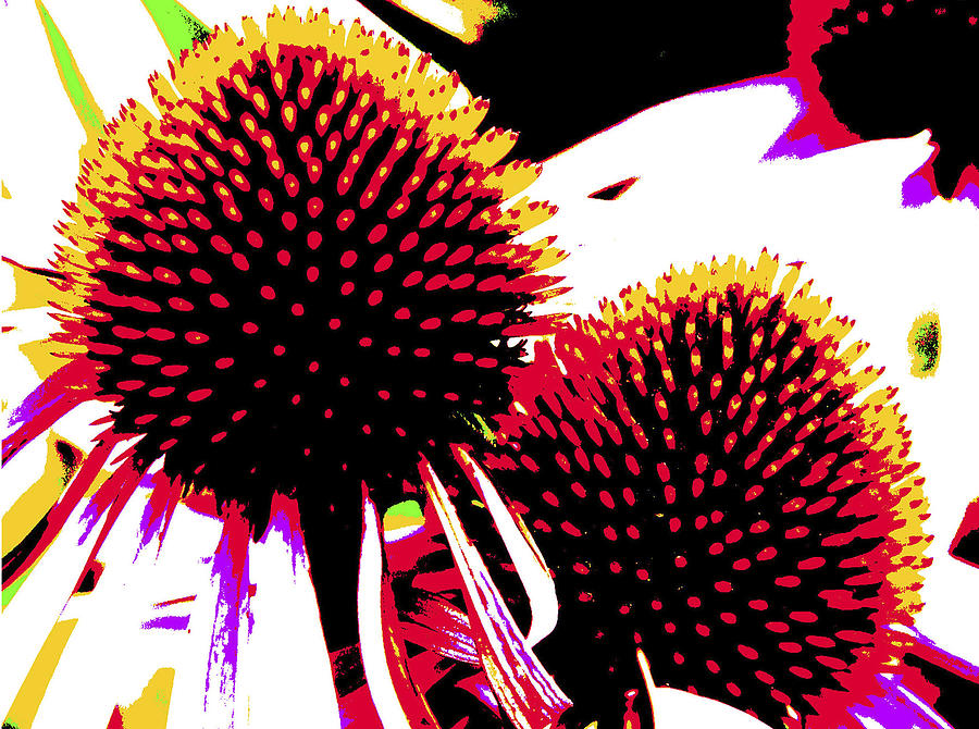 Coneflower Abstract Photograph by Robert Camp
