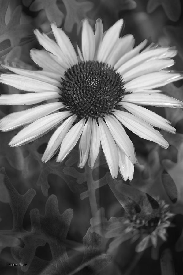 Coneflower and Dusty Miller BW Photograph by Lesa Fine