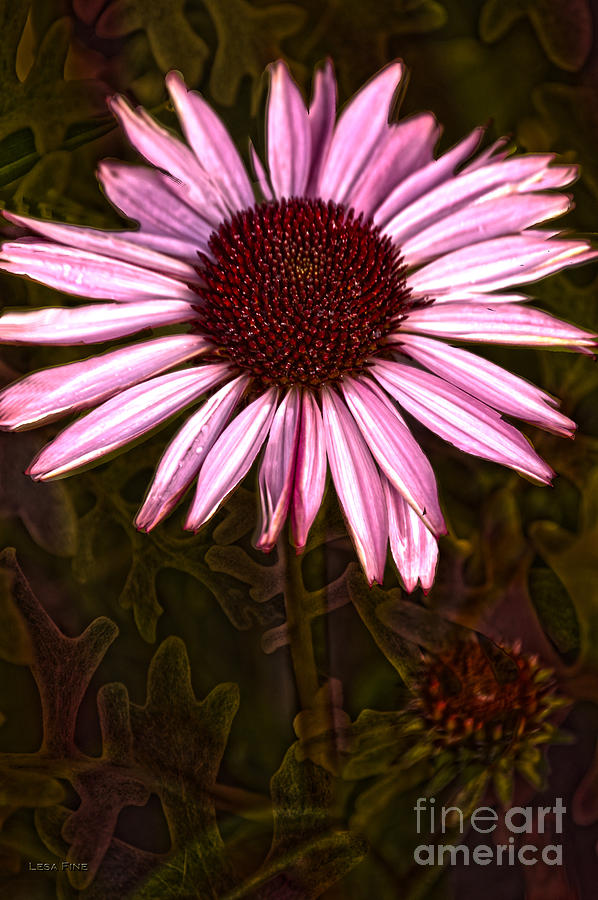 Coneflower and Dusty Miller HDR Photograph by Lesa Fine
