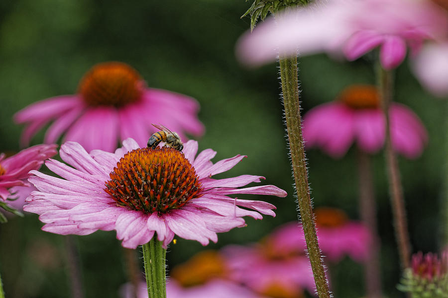 Coneflower Bee Photograph by Jonathan Davison