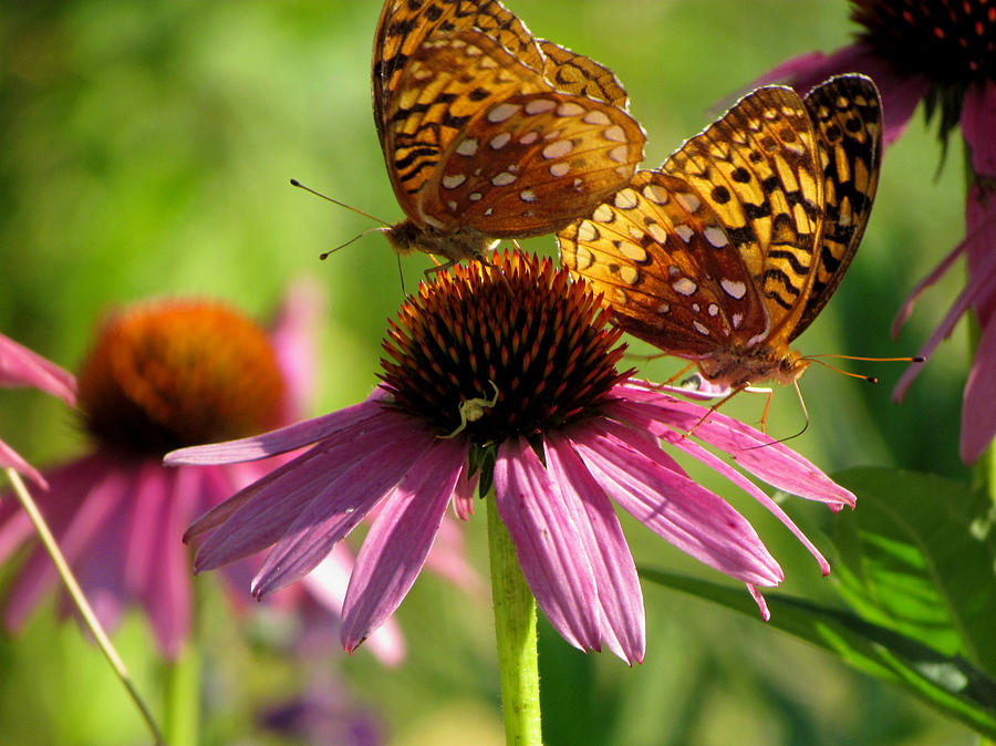 Flower Photograph - Coneflower Butterflies by David T Wilkinson