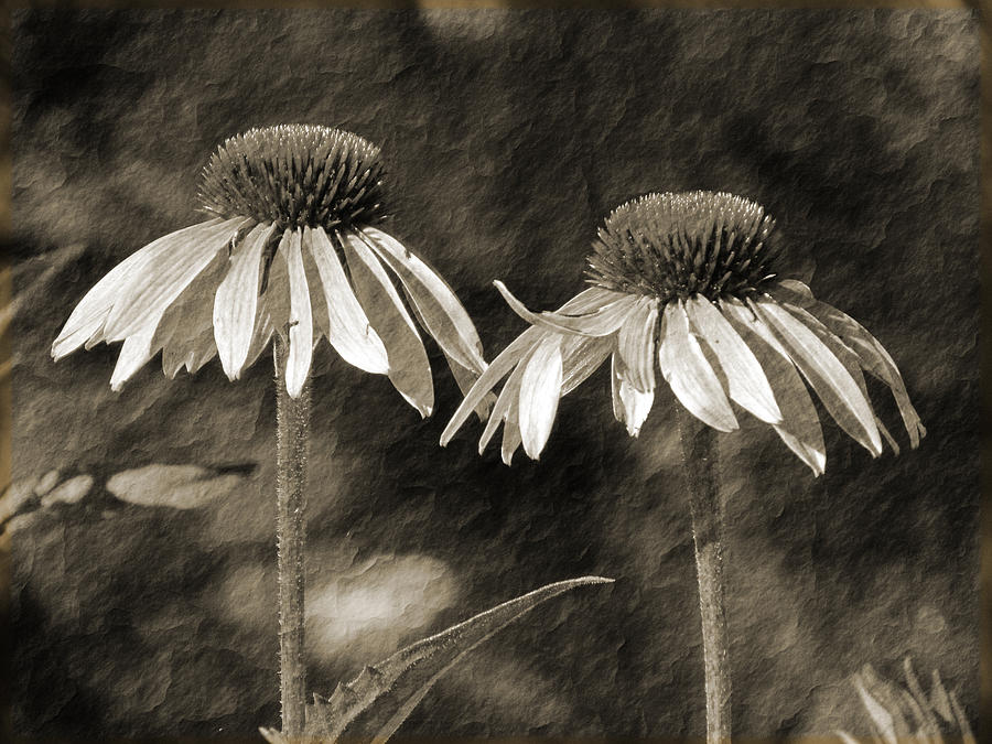 Coneflower Couple Re-Imagined Photograph by David T Wilkinson