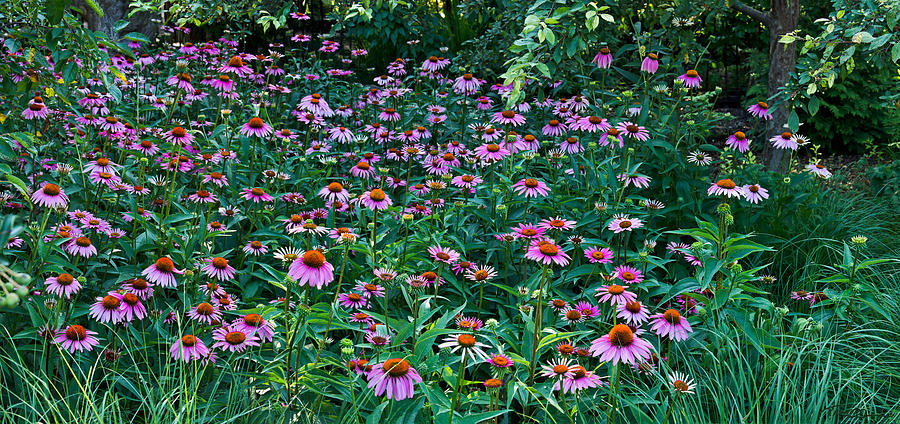 Coneflower Extravaganza Photograph by Theo OConnor