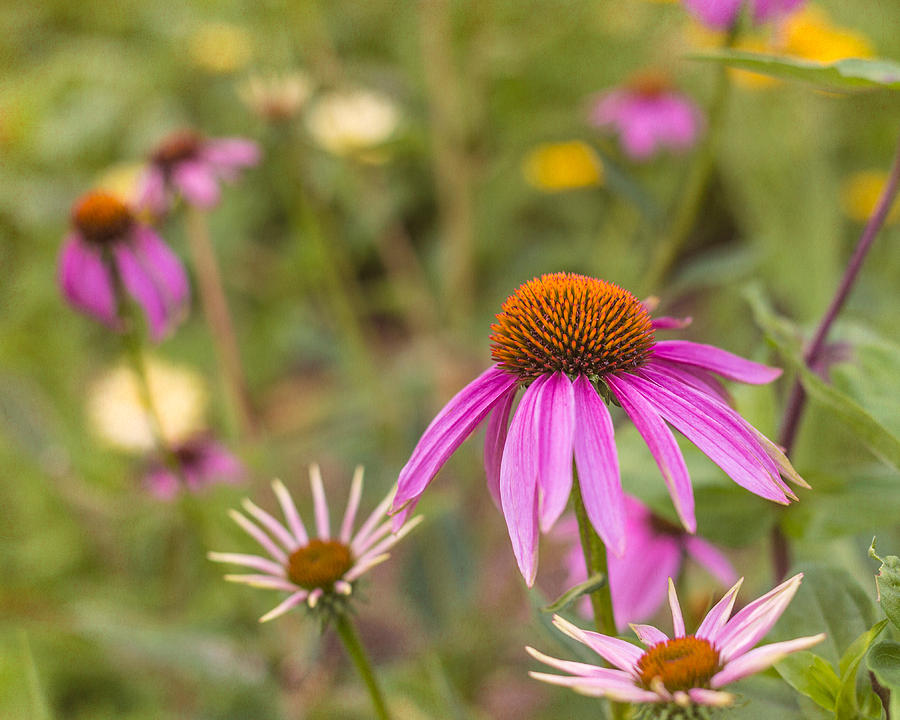 Coneflower Field  Photograph by Mary Underwood