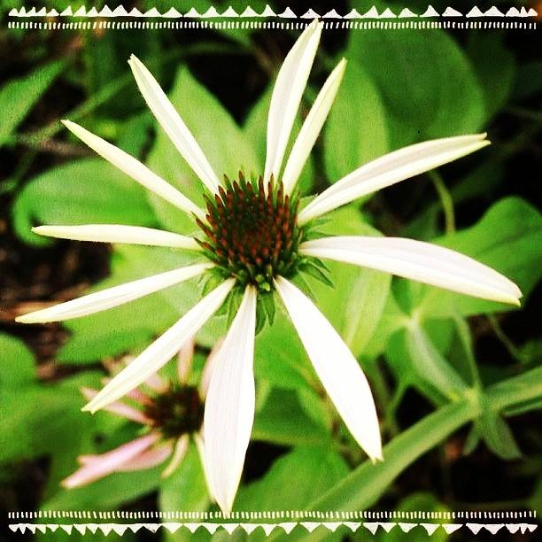 Flowers Still Life Photograph - #coneflower Getting Ready To Open by Teresa Mucha