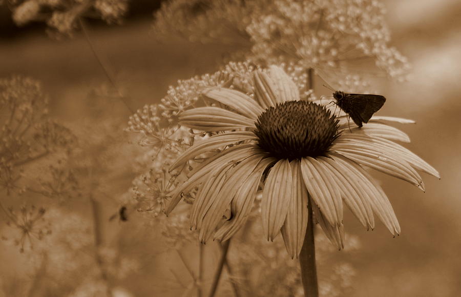Coneflower in sepia Photograph by Lois Lepisto