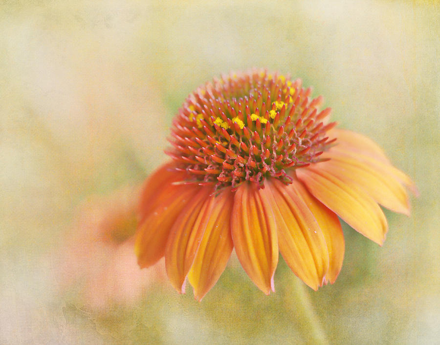 Coneflower In The Sun Photograph by David and Carol Kelly