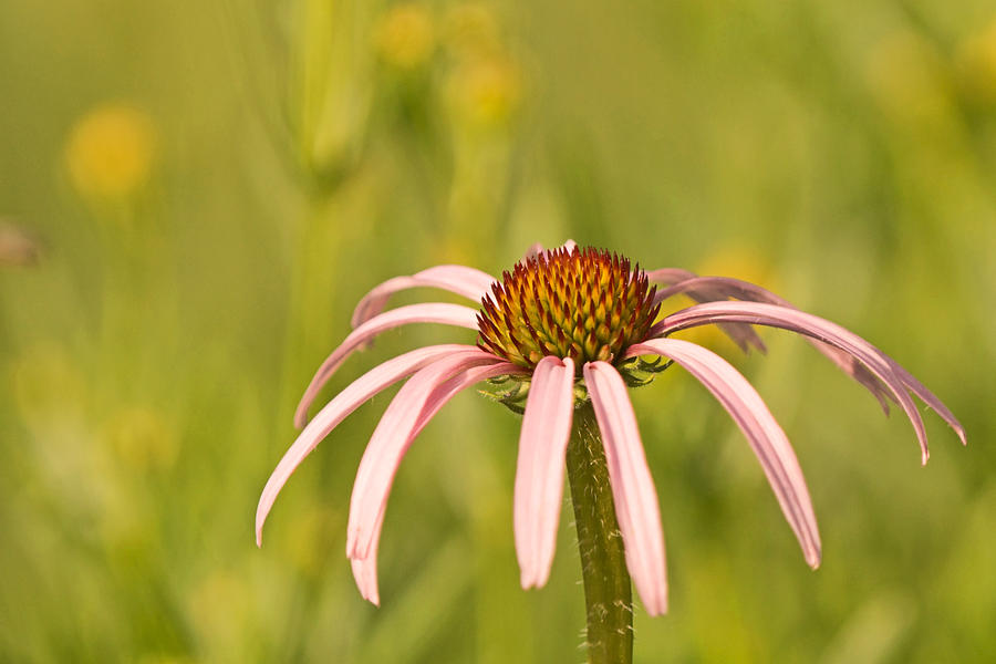 Coneflower in the Sun Photograph by Theo OConnor