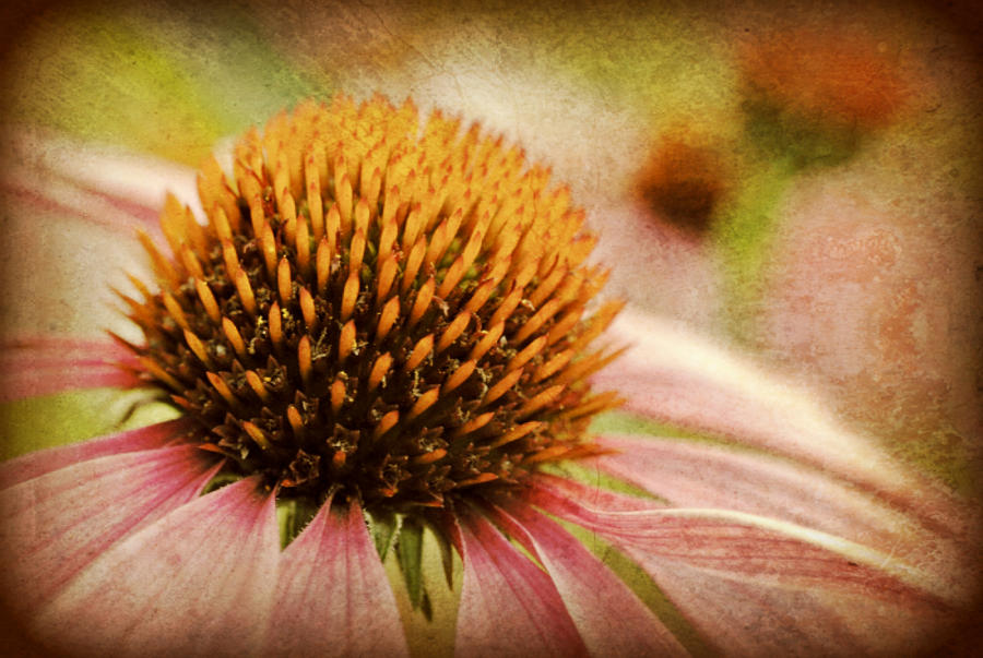Coneflower Photograph by Kelly Nowak