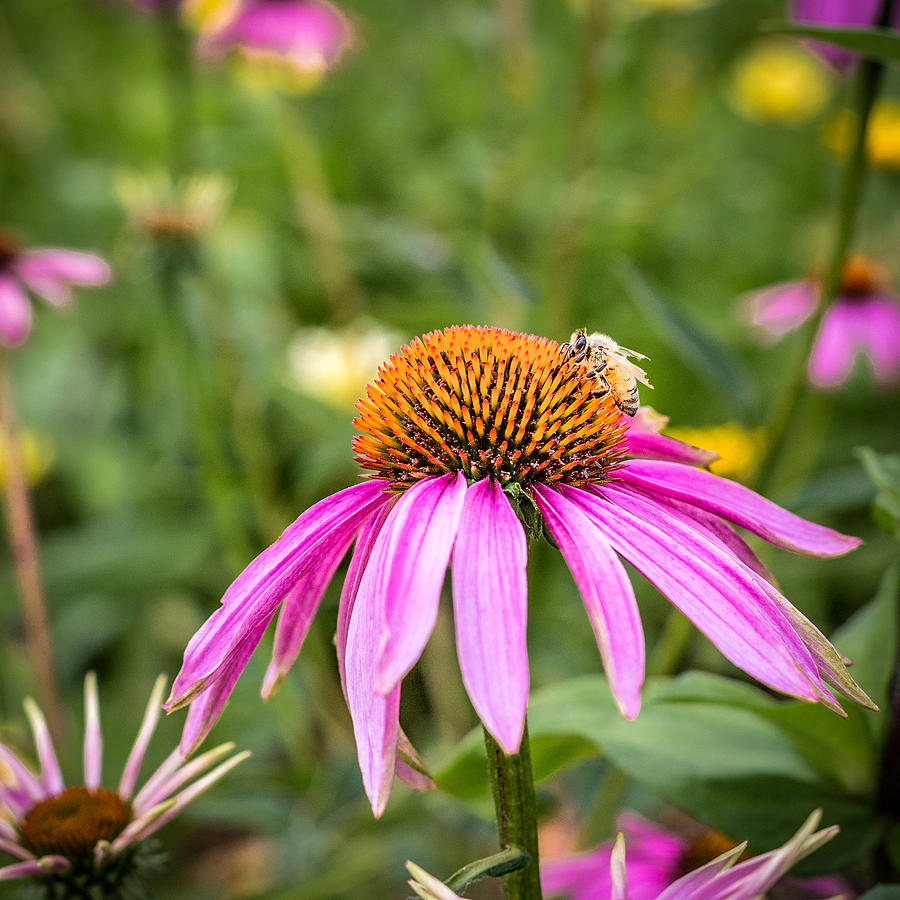 Flowers Still Life Photograph - Coneflower by Mary Underwood