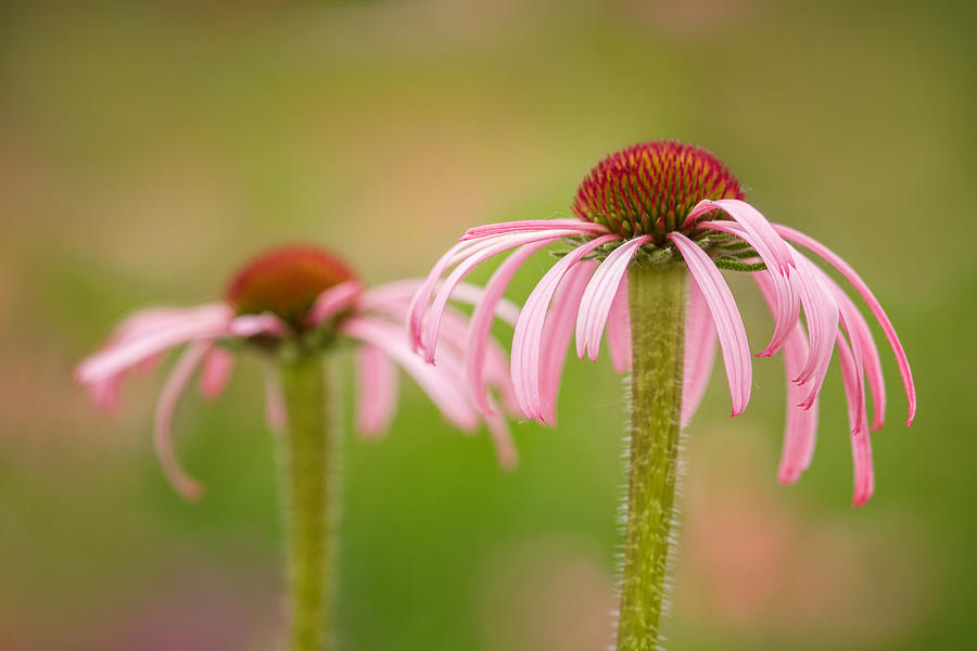 Coneflower Pair Photograph by Lindley Johnson