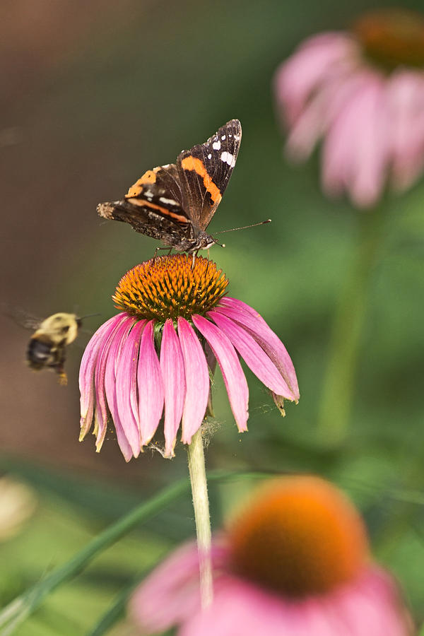Coneflower Snack for the Admiral Photograph by Theo OConnor