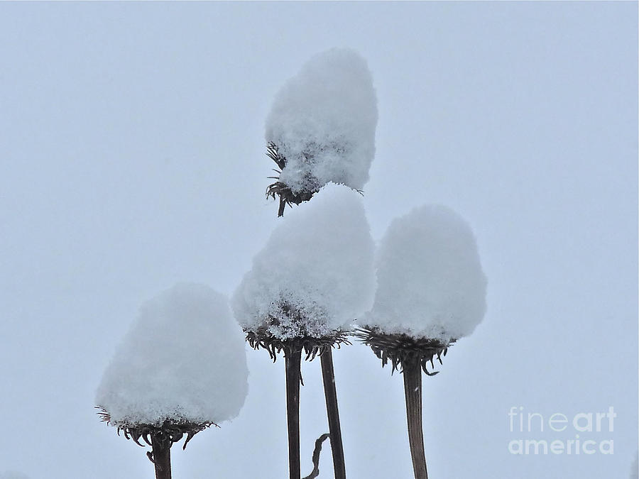 Coneflower Snowpuffs Photograph by Deborah Smolinske