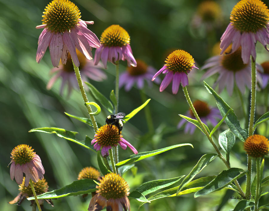 Austin Photograph - Coneflower with Bee by Allen Sheffield