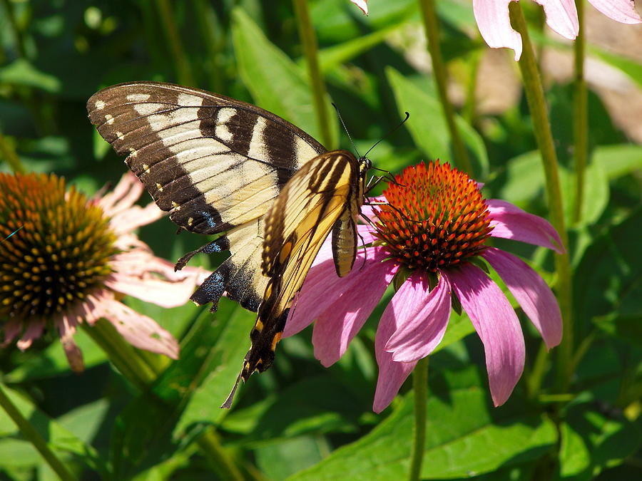 Coneflower with butterfly Photograph by Clayton Kelley | Fine Art America